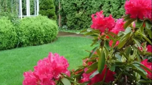 Exterior-flowers